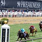 how do i bet on the preakness